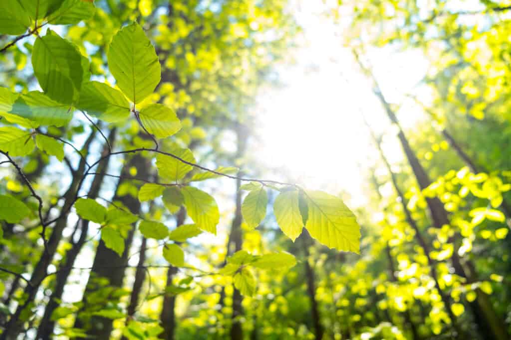 Birch leaves against the sunset